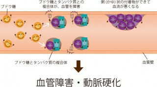 s_血管内部