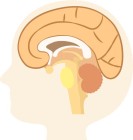 脊髄小脳変性症は運動機能の低下に注意する