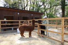 アルパカ　　敷地内にあるアルパカ牧場では動物との触れ合いを大切にしています