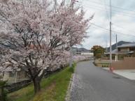 建物正面は、撮影当日桜並木でした～。