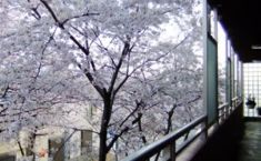 春は通路から満開の桜が見えます。