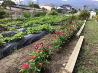 季節の野菜・果物、四季折々の花木